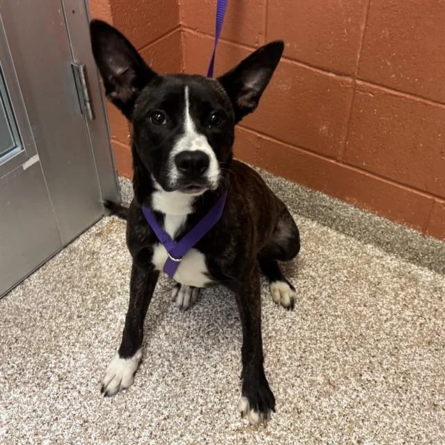 A young medium-sized female Border Collie dog named Harley for adoption in Pueblo, CO