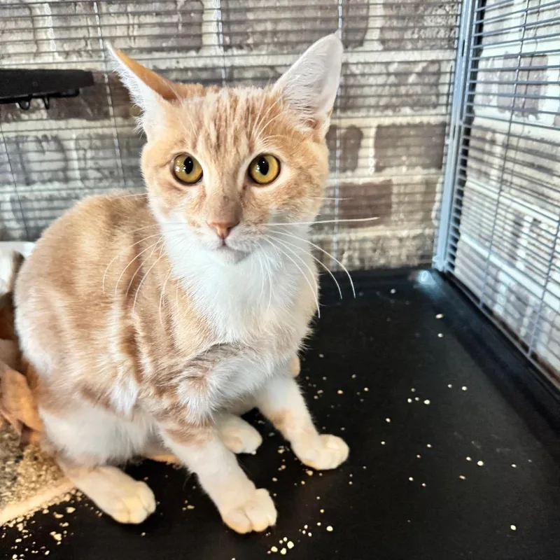 A young small-sized male Orange / Red Domestic Short Hair cat named Downtown for adoption in Chico, CA