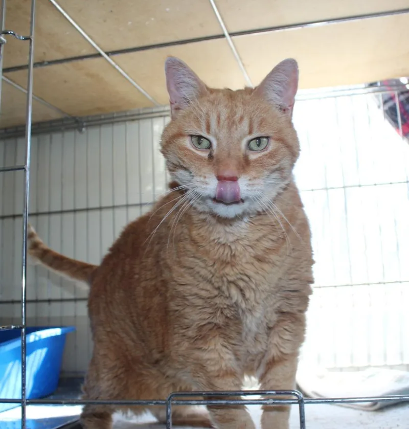 Big Cheese thumbnail 2