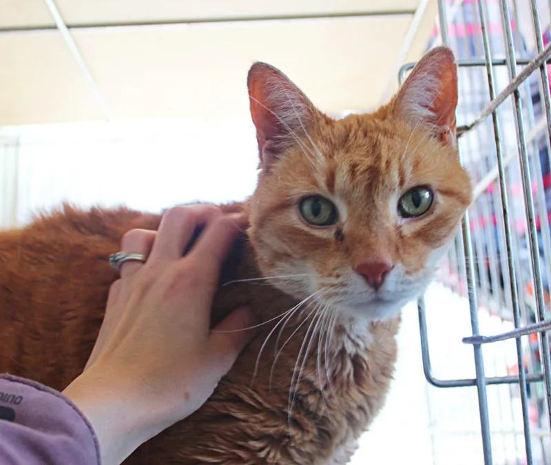 Big Cheese thumbnail 3