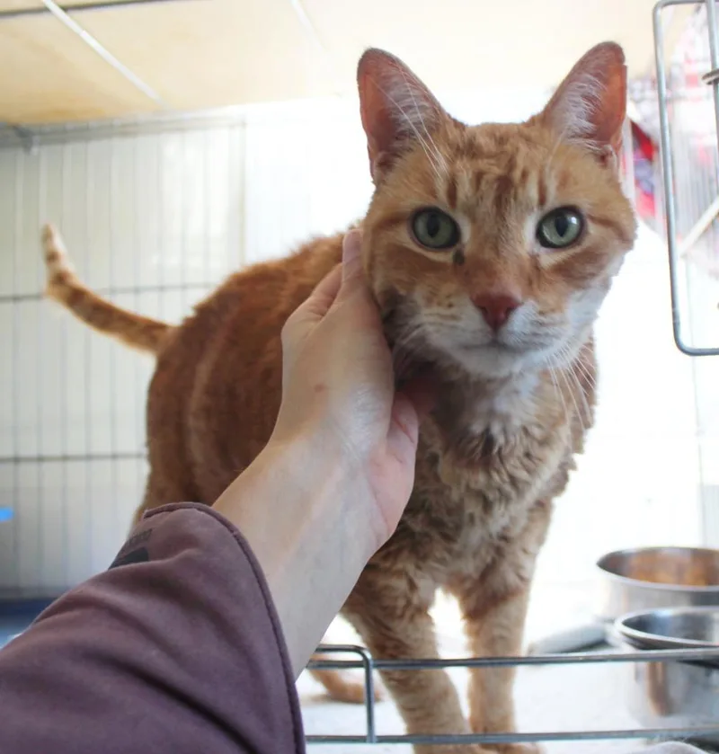 Big Cheese thumbnail 4