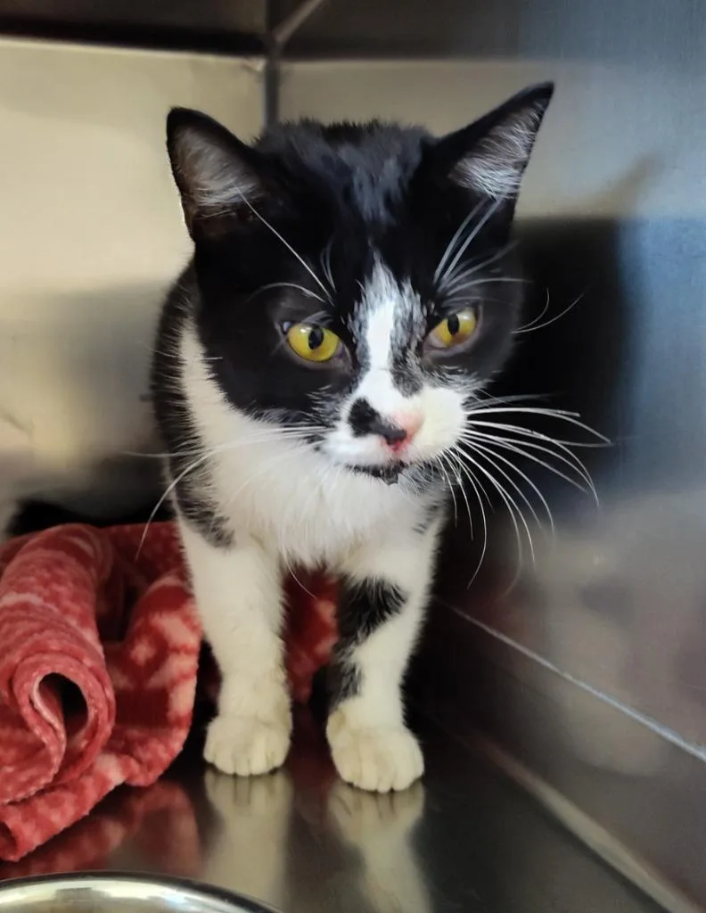 A young small-sized female Domestic Short Hair cat named Sally Coal for adoption in Grand Forks, ND