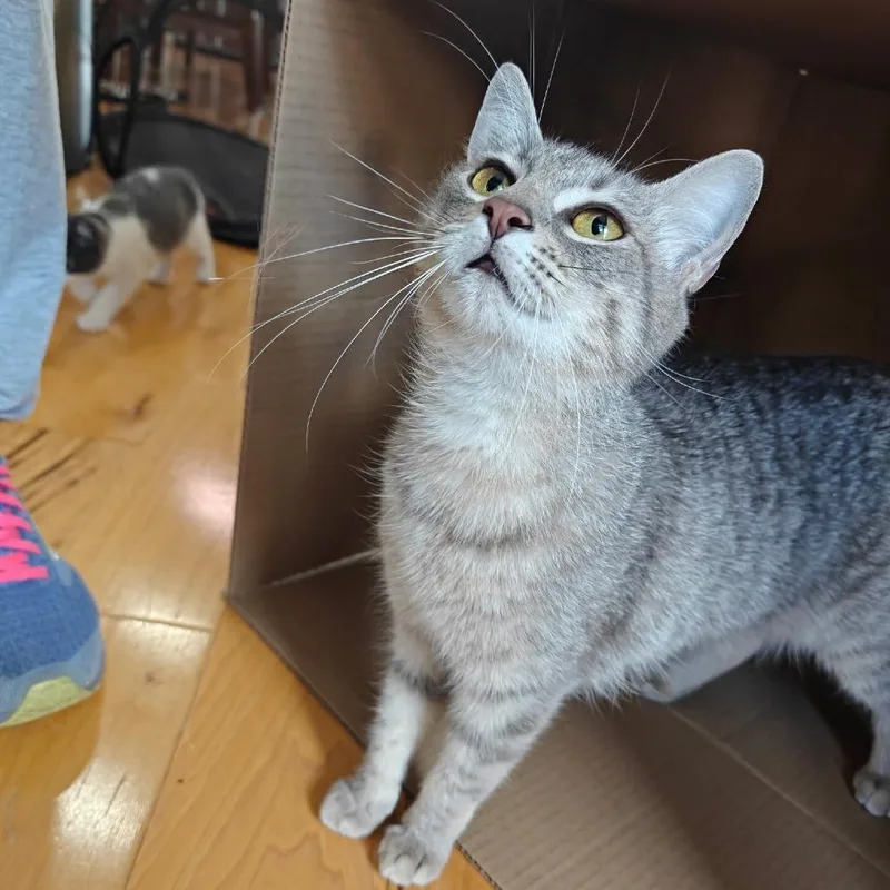 A young small-sized female Brown / Chocolate Domestic Short Hair cat named Grisita for adoption in Germantown, MD