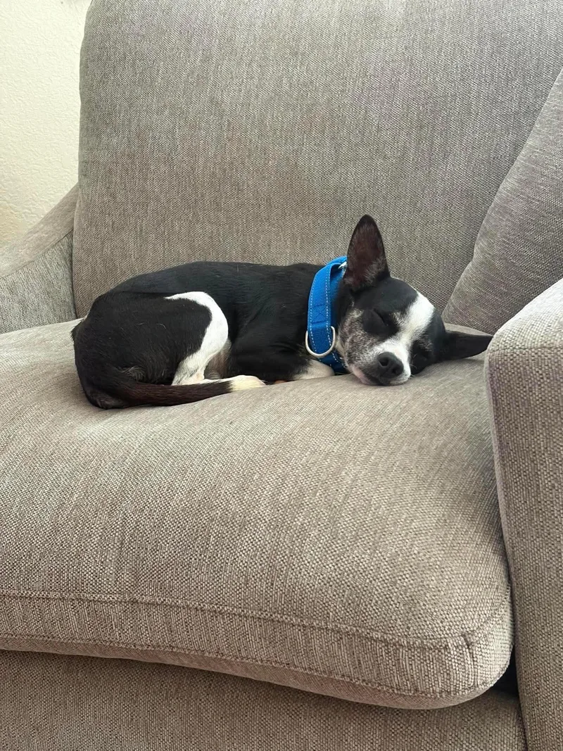 A young small-sized male Boston Terrier dog named Oreo for adoption in Boston, MA
