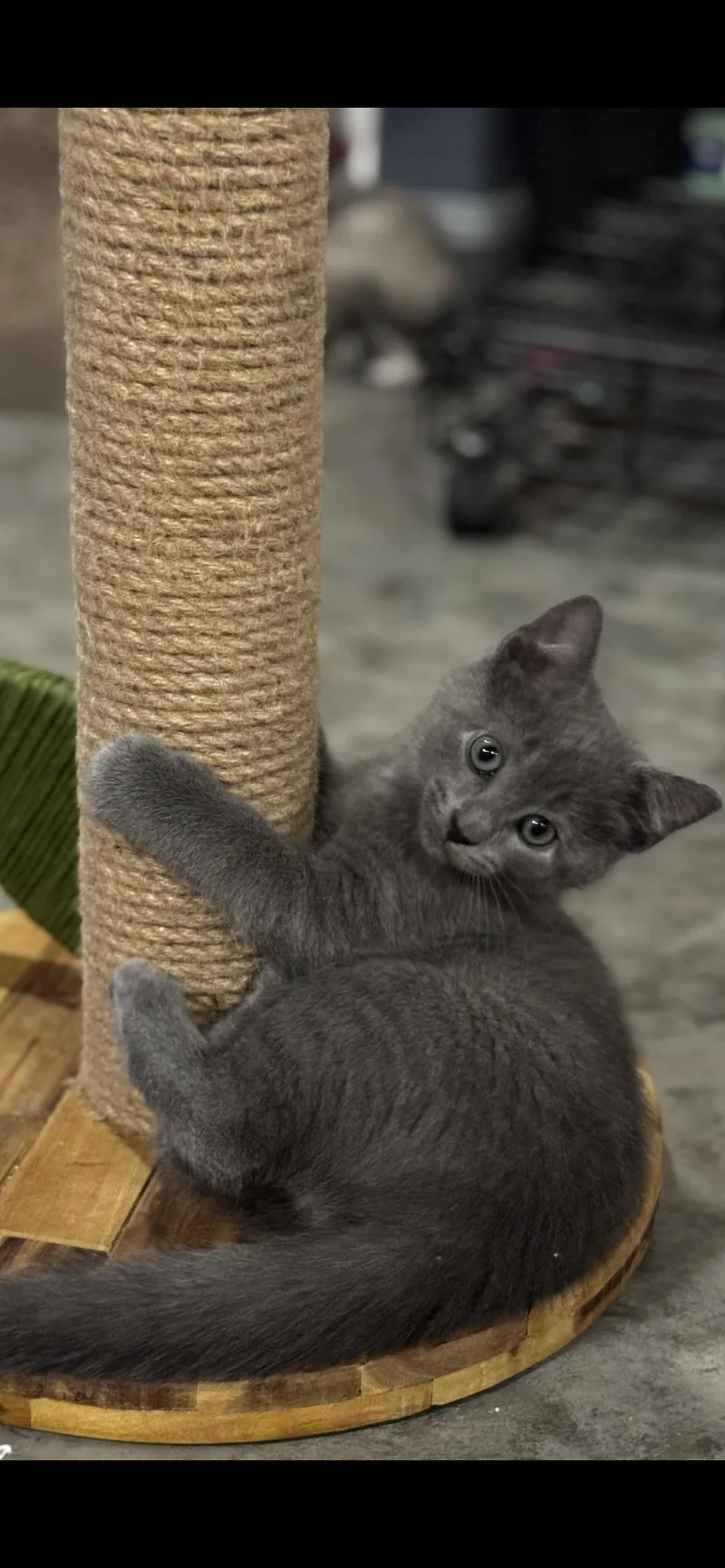 A baby medium-sized male Gray / Blue / Silver Domestic Short Hair cat named Cosmo for adoption in Saint Louis, MO