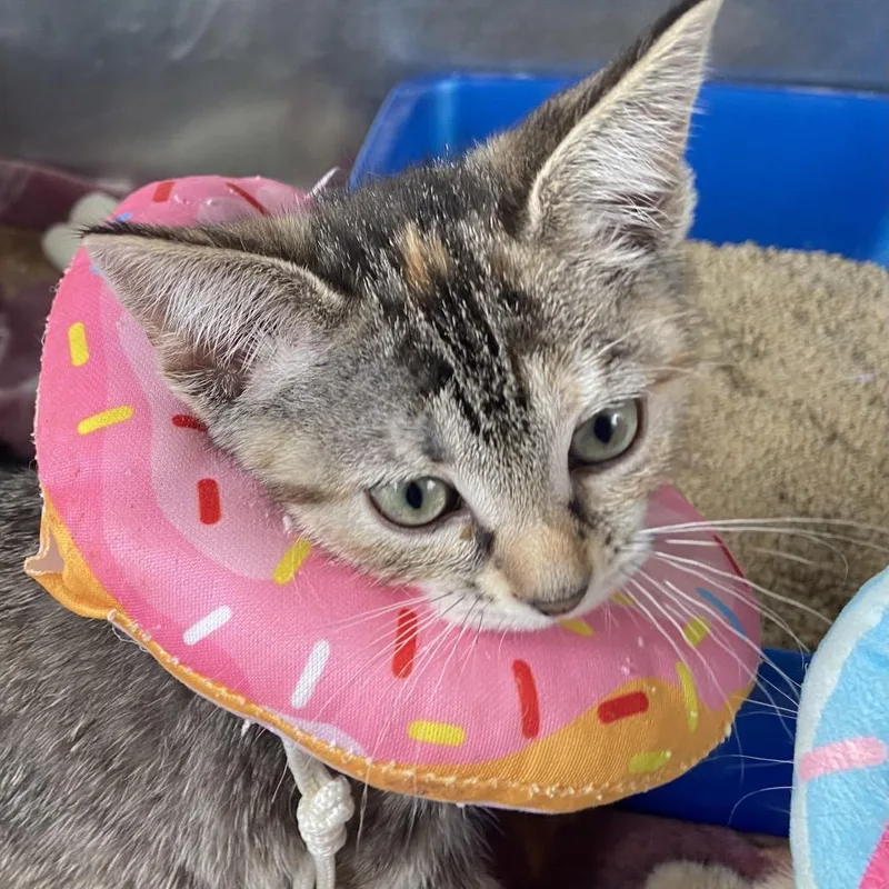 A baby small-sized female Brown / Chocolate Domestic Short Hair cat named Peacock for adoption in Newark, DE