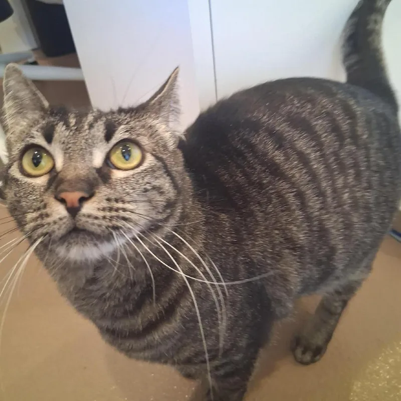 An adult small-sized female Domestic Short Hair cat named Lucy Marin for adoption in Los Angeles, CA