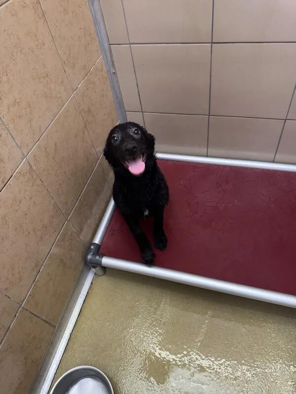 A young medium-sized female Black Mixed Breed dog named Willow for adoption in Hobbs, NM