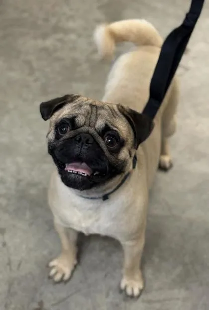 An adult small-sized male Pug dog named Teddy for adoption in Bridgewater, NJ