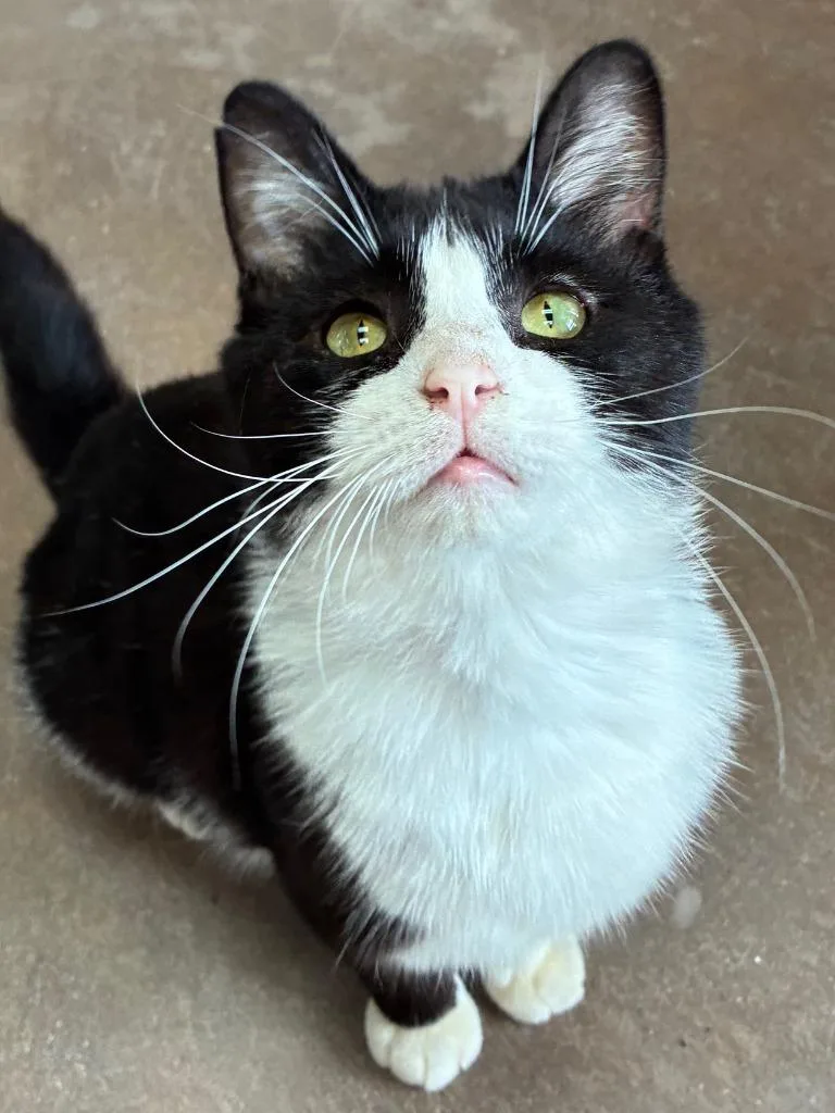 Converse thumbnail 2