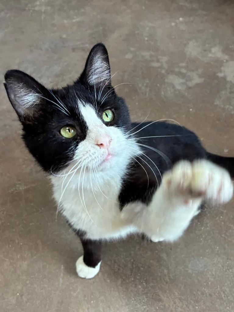 Converse thumbnail 3