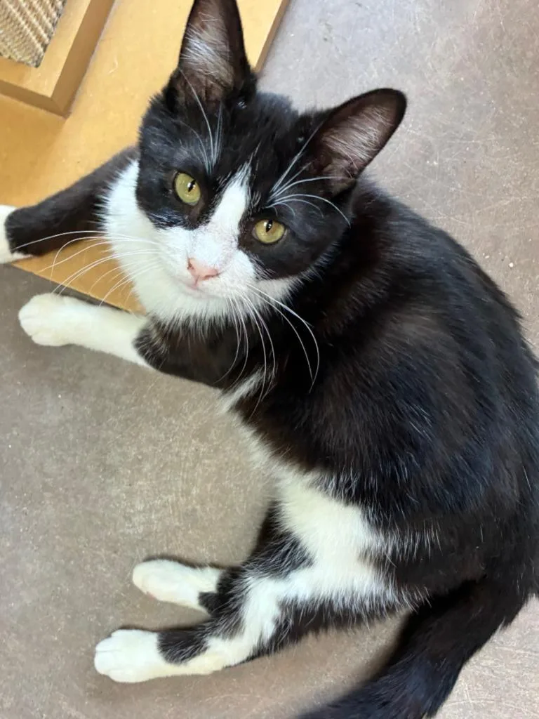 Converse thumbnail 4