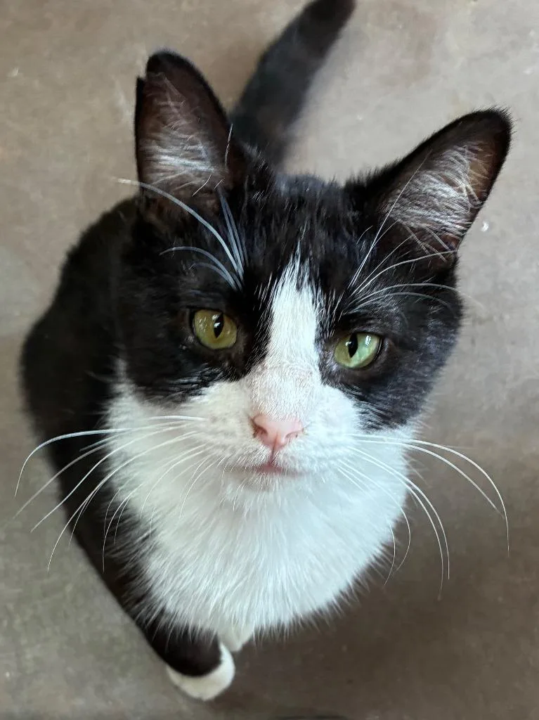 Converse thumbnail 5