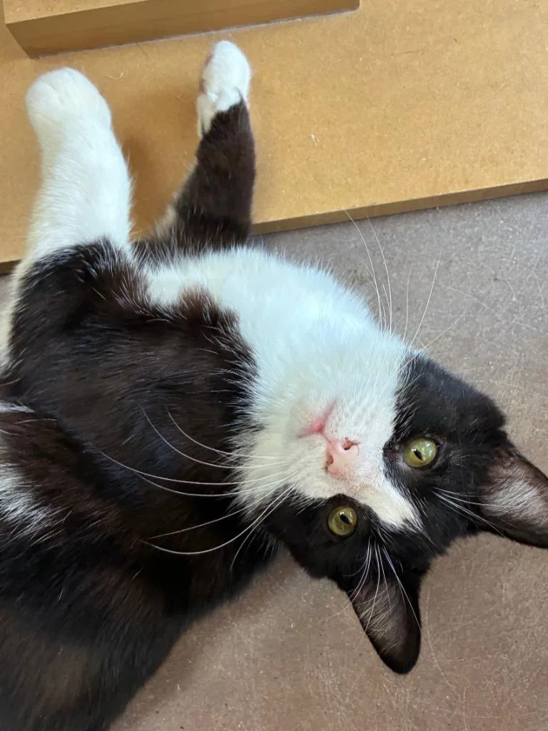 Converse thumbnail 6