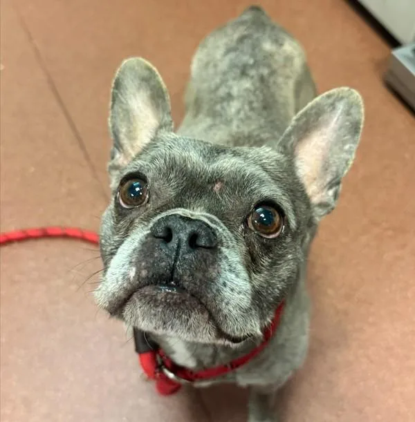 An adult medium-sized female French Bulldog dog named Margot for adoption in Oakland, CA