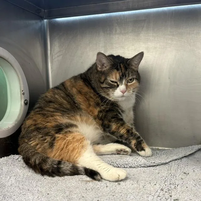 A senior small-sized female Domestic Short Hair cat named Lucee for adoption in Boston, MA