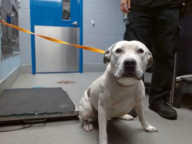 A young large-sized female Pit Bull Terrier dog named Eve for adoption in Albuquerque, NM