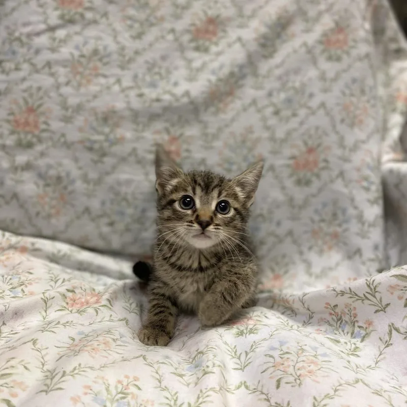 A baby small-sized female Brown / Chocolate Domestic Short Hair cat named Morita for adoption in Los Angeles, CA