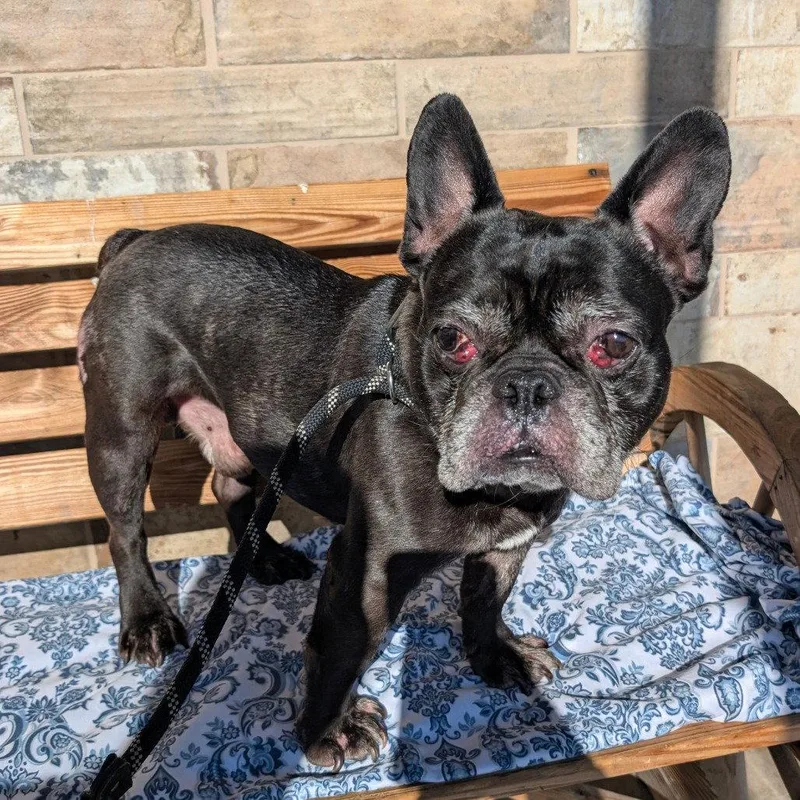An adult medium-sized male French Bulldog dog named Scottie for adoption in Chico, CA