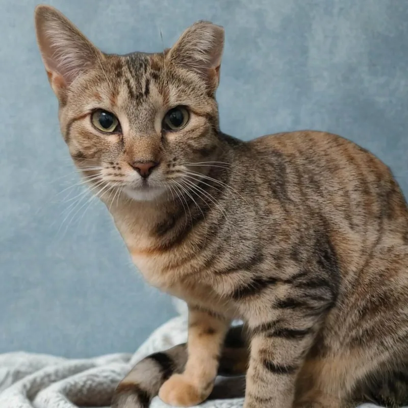 A young small-sized female Gray / Blue / Silver Domestic Short Hair cat named Ashley for adoption in Oceanside, NY