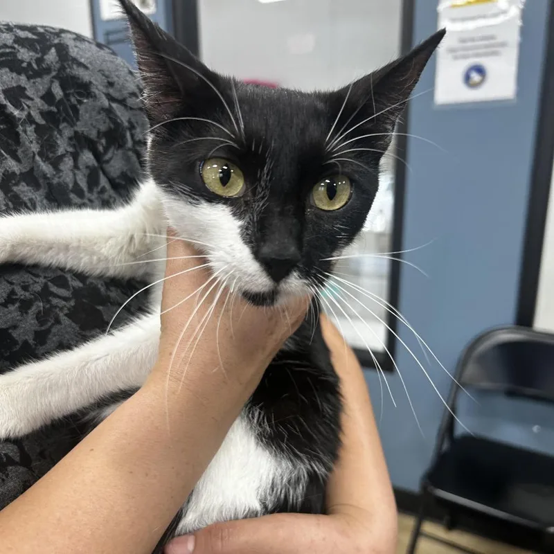 A young medium-sized female Black Domestic Short Hair cat named Magi for adoption in Newark, NJ