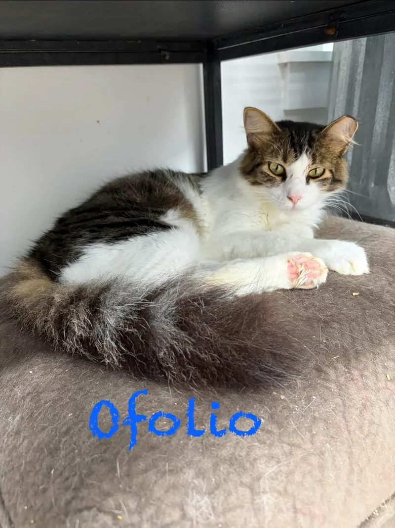 A baby medium-sized male Domestic Medium Hair cat named Ofolio for adoption in Clarksville, TN