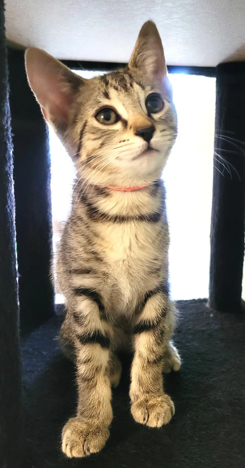 A baby medium-sized female Tabby cat named Sweet Pea for adoption in Bentonville, AR