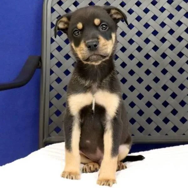 A baby medium-sized male Labrador Retriever dog named Birkin for adoption in Midland, TX