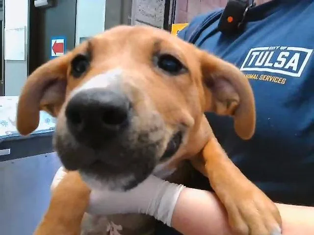 A baby small-sized female German Shepherd Dog dog named Bella for adoption in Tulsa, OK