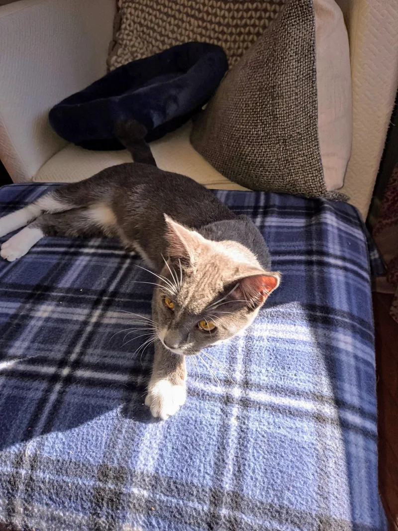 Gumby Oban thumbnail 2