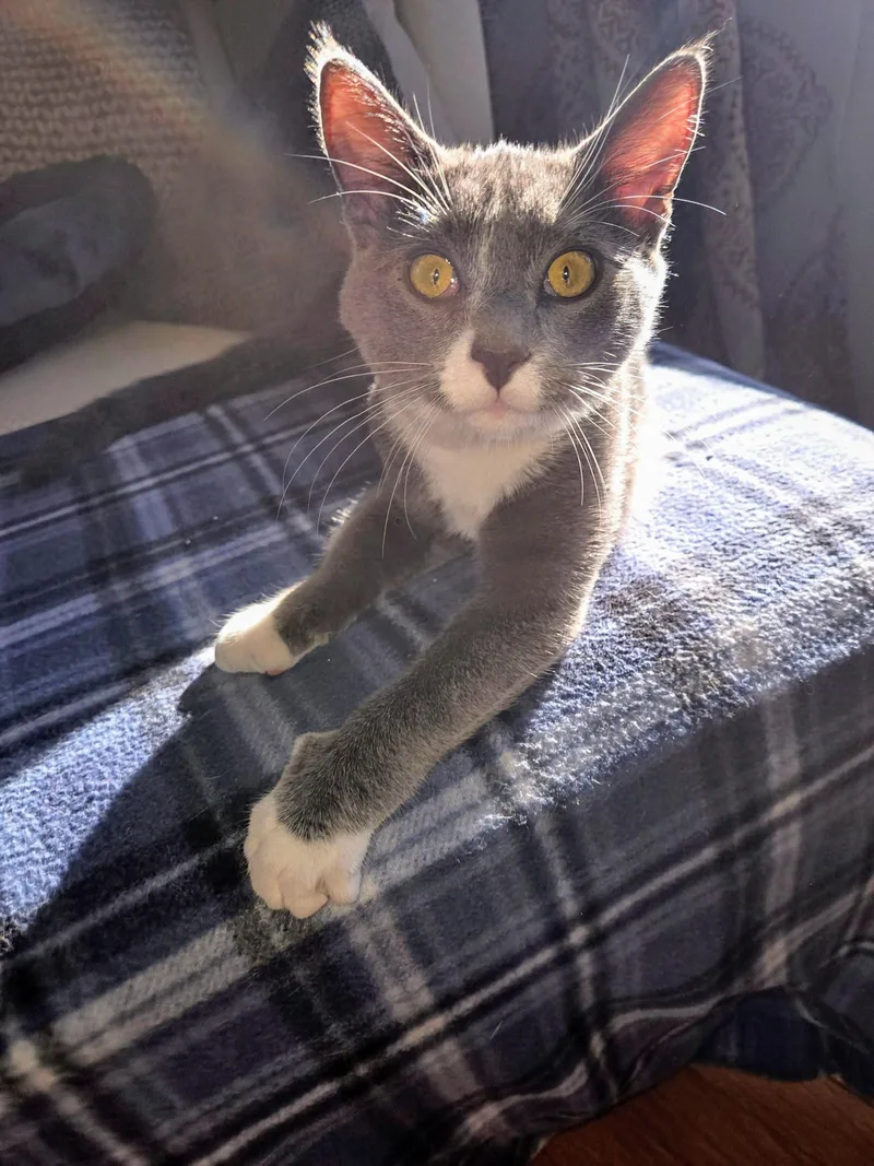 Gumby Oban thumbnail 3