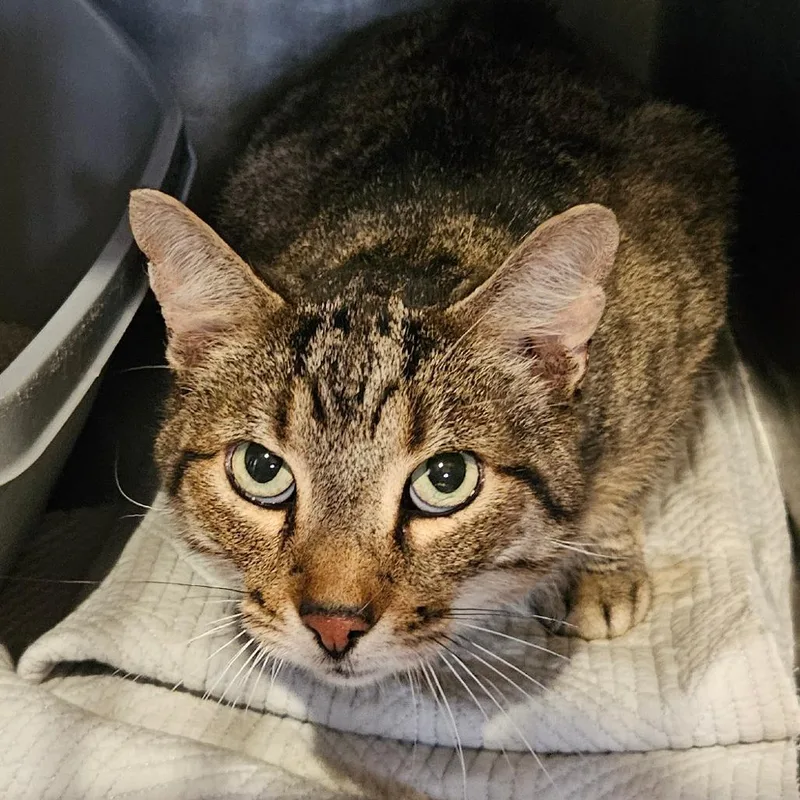 An adult large-sized male Domestic Short Hair cat named Dark Knight for adoption in Park Falls, WI