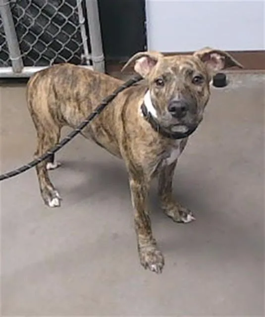 A young small-sized male Pit Bull Terrier dog named Brody for adoption in Phoenix, AZ