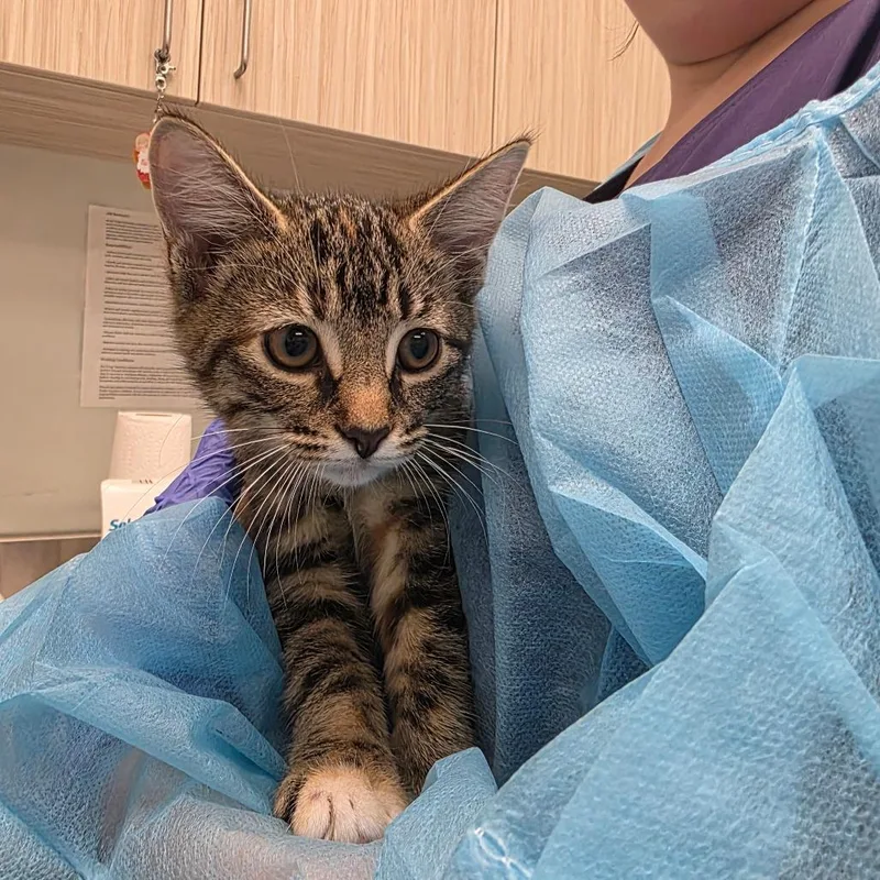 A baby small-sized female Tortoiseshell Domestic Short Hair cat named Evelyn for adoption in Chattanooga, TN