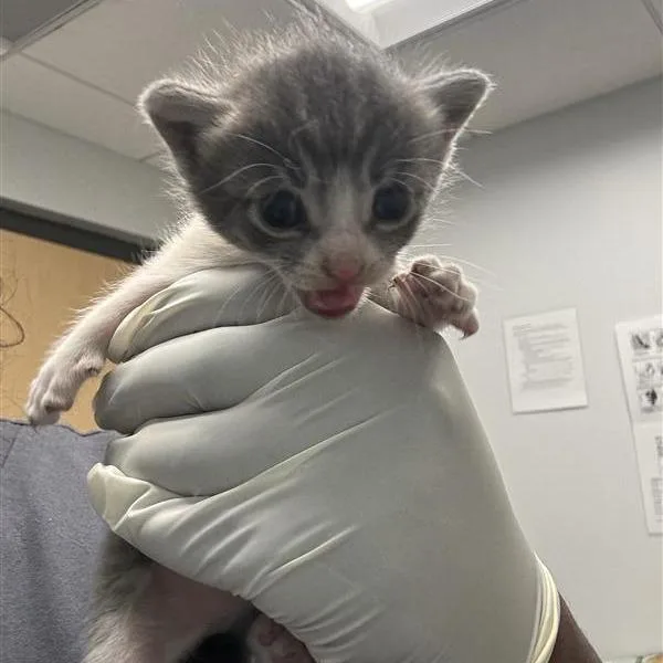 A baby small-sized female Gray / Blue / Silver Domestic Short Hair cat named Docie for adoption in Jacksonville, FL