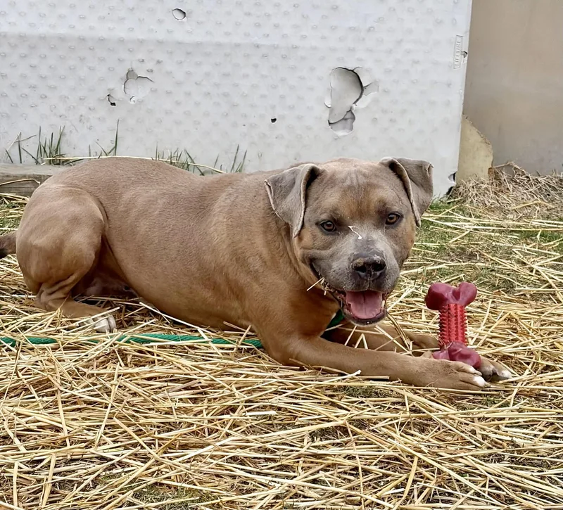 General Tso thumbnail 2