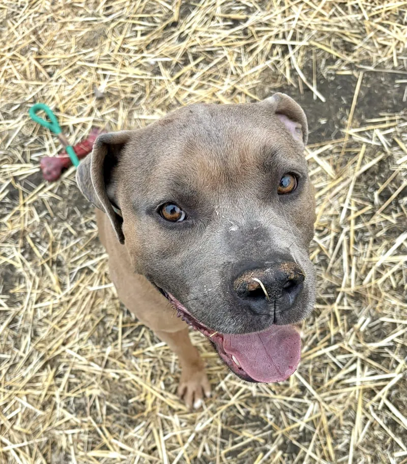 General Tso thumbnail 3