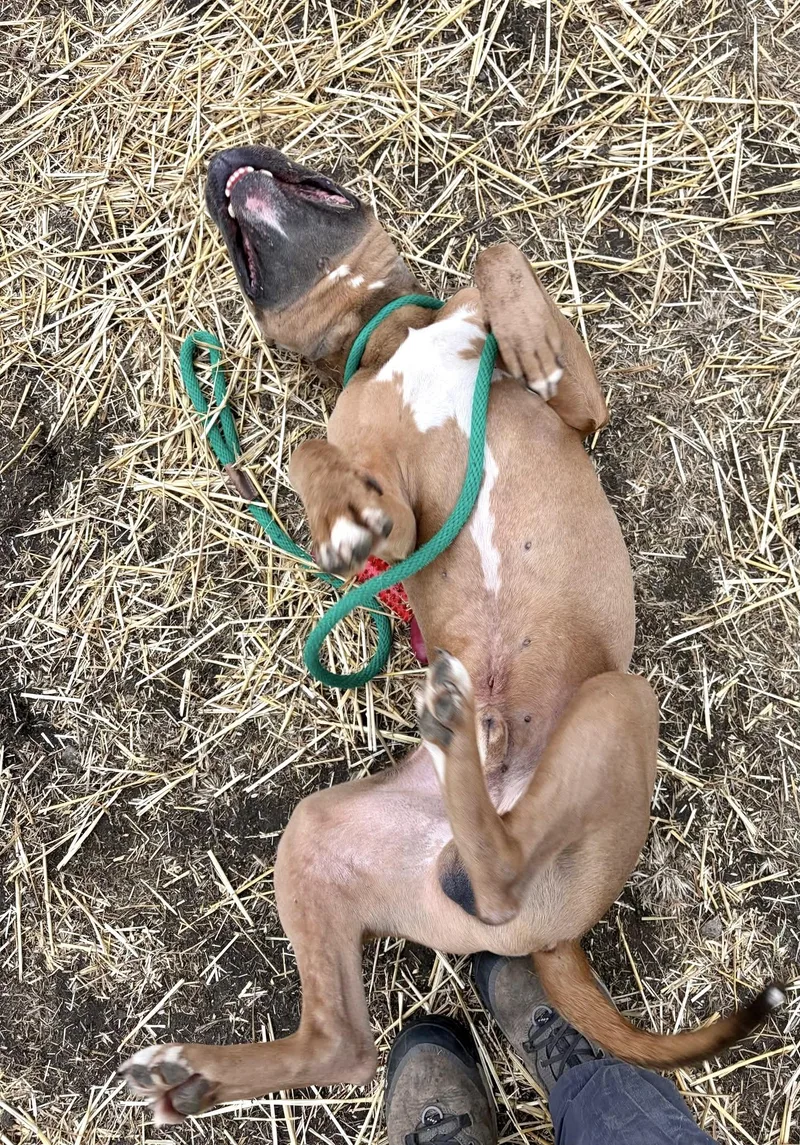 General Tso thumbnail 4