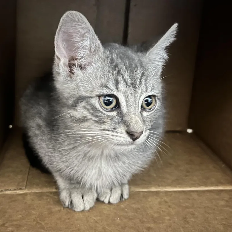 A baby small-sized male Gray / Blue / Silver Domestic Short Hair cat named Adam for adoption in Oneonta, NY