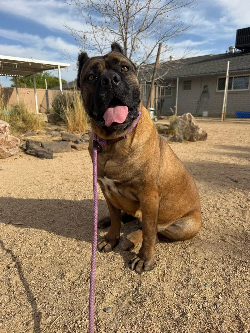 Guccianna thumbnail 3