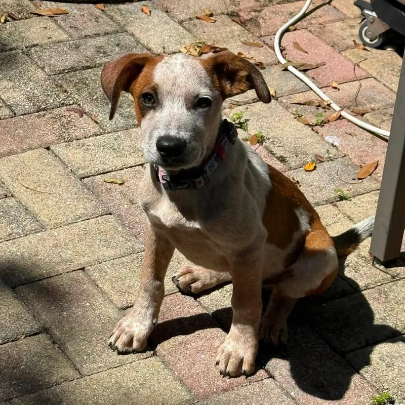 A baby small-sized male Red / Chestnut / Orange Mixed Breed dog named Bingo for adoption in Naples, FL