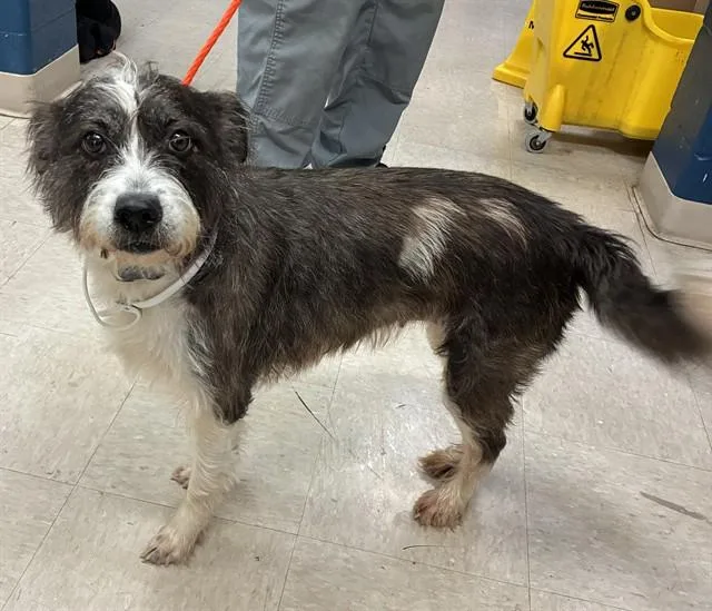 An adult medium-sized female Border Terrier dog named Belle for adoption in Olivette, MO