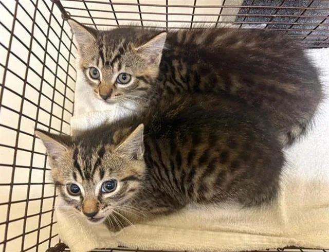 A baby small-sized female Domestic Short Hair cat named Greta for adoption in Tustin, CA