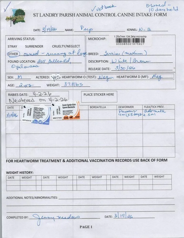 A young medium-sized male Tricolor (Brown, Black, & White) Terrier dog named Peep for adoption in Opelousas, LA