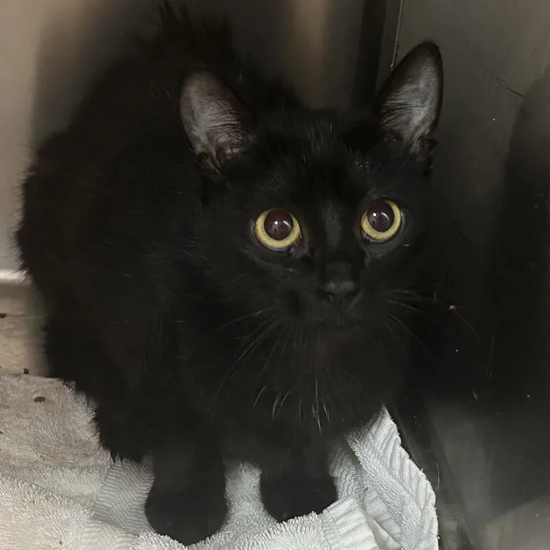 A young medium-sized female Black American Shorthair cat named Sparkles for adoption in Galveston, TX