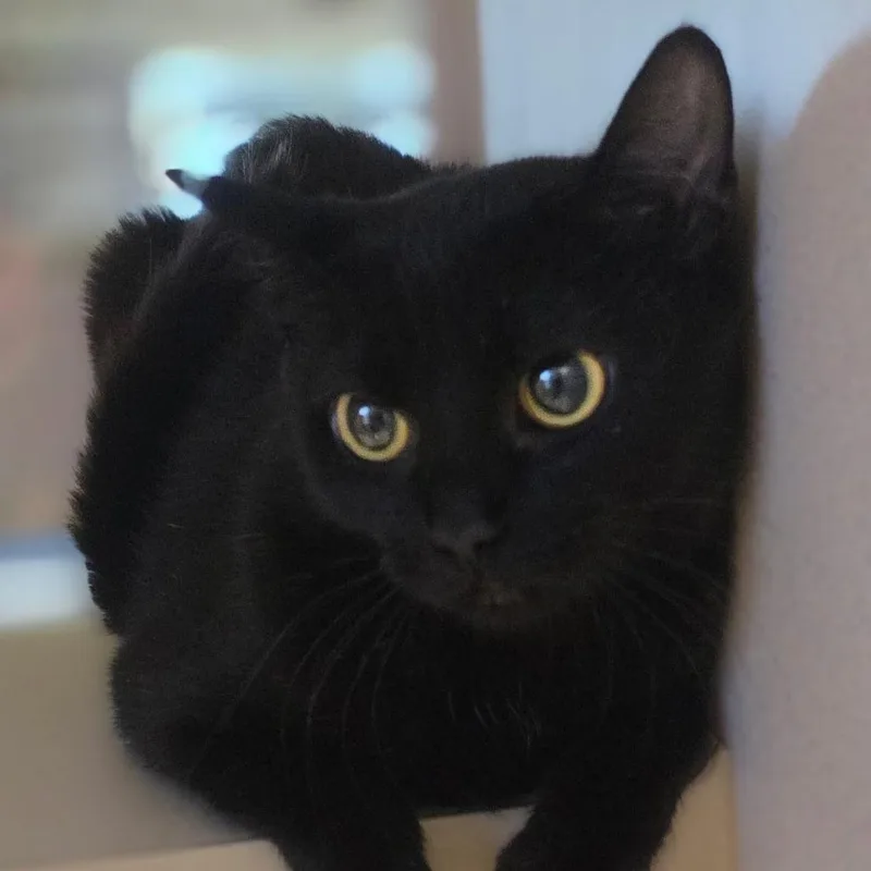 Sparkles thumbnail 2