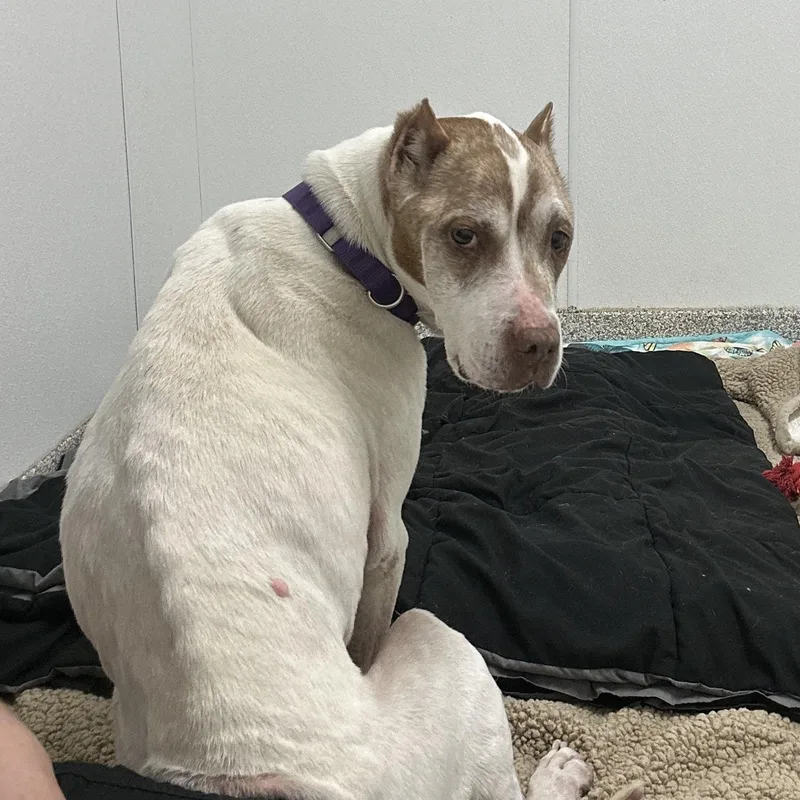 A senior medium-sized female White / Cream Mixed Breed dog named Tamera for adoption in Youngstown, OH