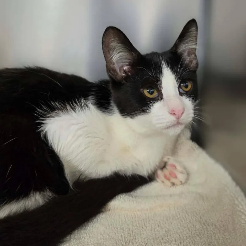 A baby small-sized male Black Domestic Short Hair cat named Vision for adoption in Martinsville, VA