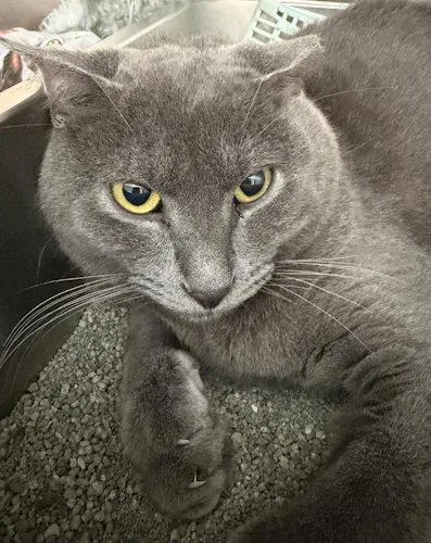 A young medium-sized male Gray / Blue / Silver Domestic Short Hair cat named Stormy PSP for adoption in Oakland Park, FL