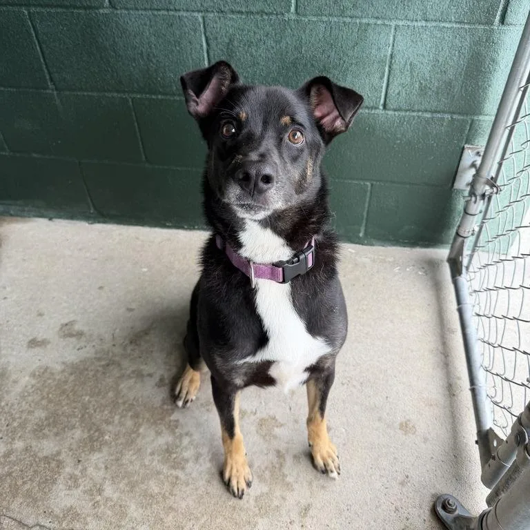An adult medium-sized male Black Shepherd dog named Obi Wan Kenobi for adoption in Carencro, LA